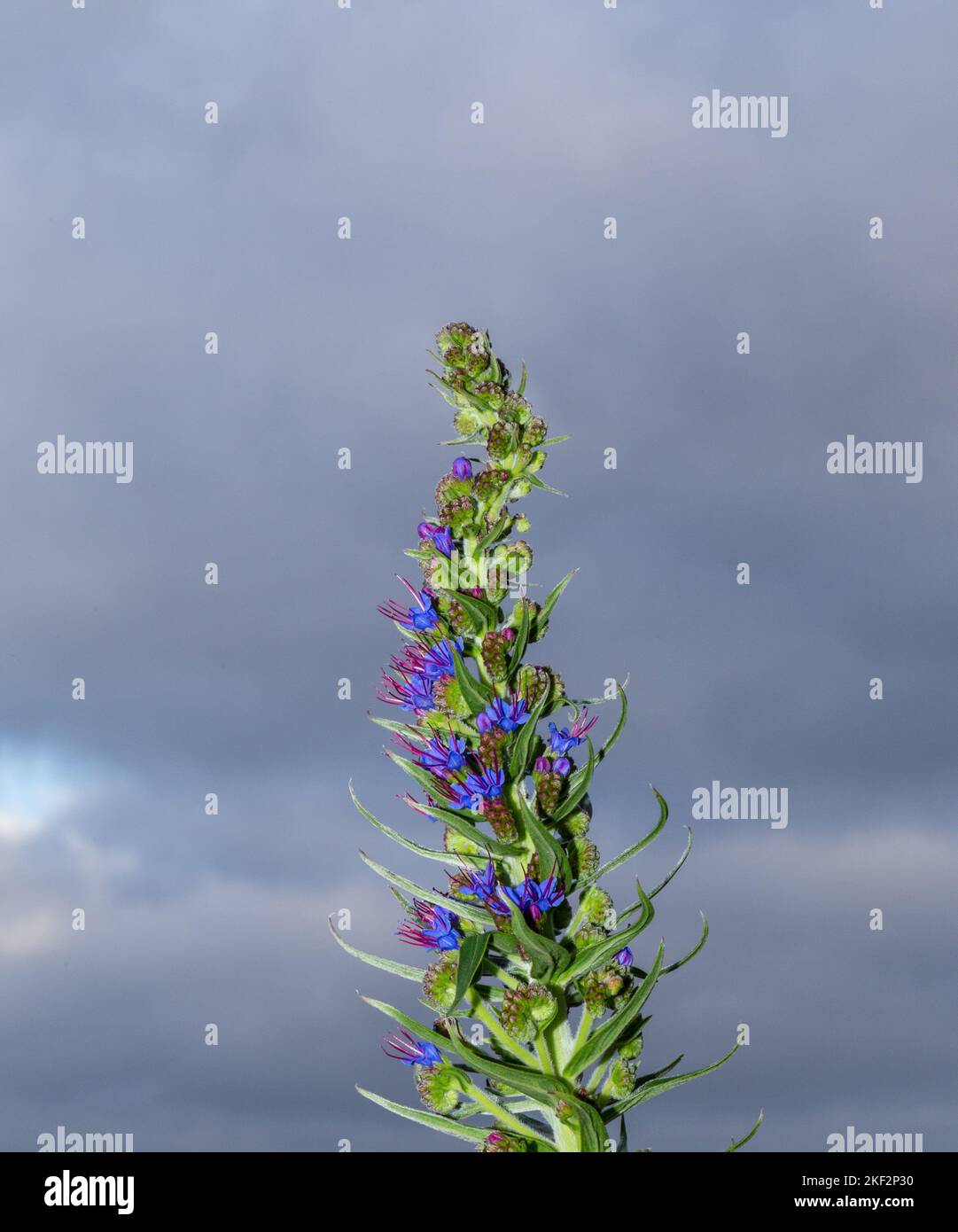 Echium candicans, the pride of Madeira, is a species of flowering plant in the family Boraginaceae, native to the island of Madeira. Stock Photo