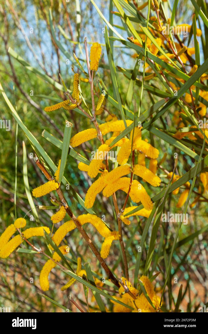 The Golden Wattle (Acacia pycnantha) is Australia's official floral