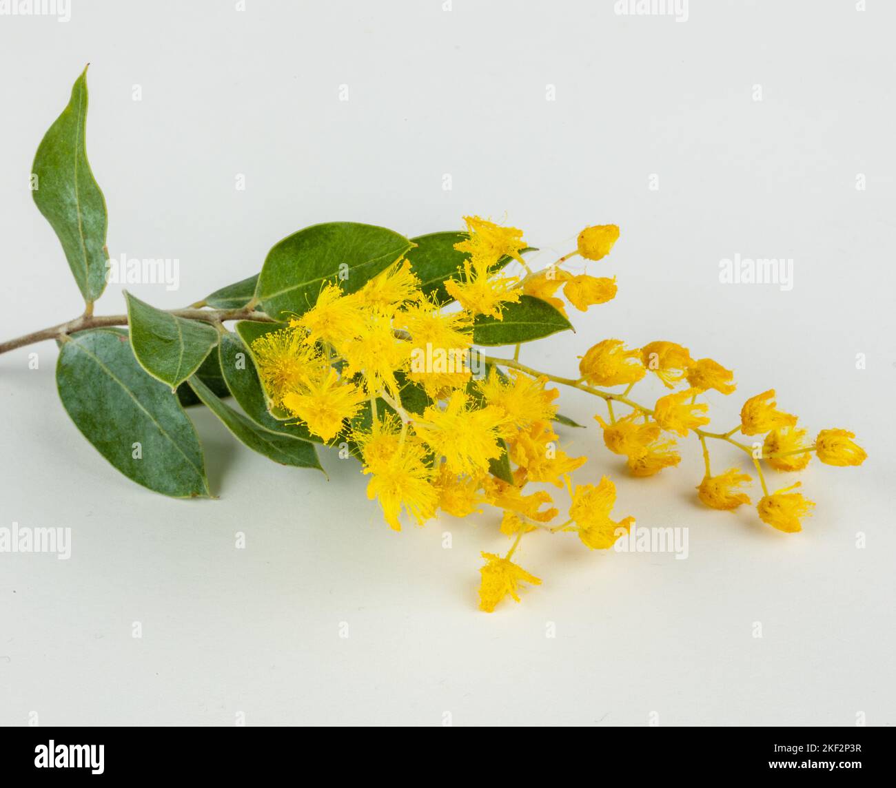 The Golden Wattle (Acacia pycnantha) is Australia's official floral emblem. Stock Photo