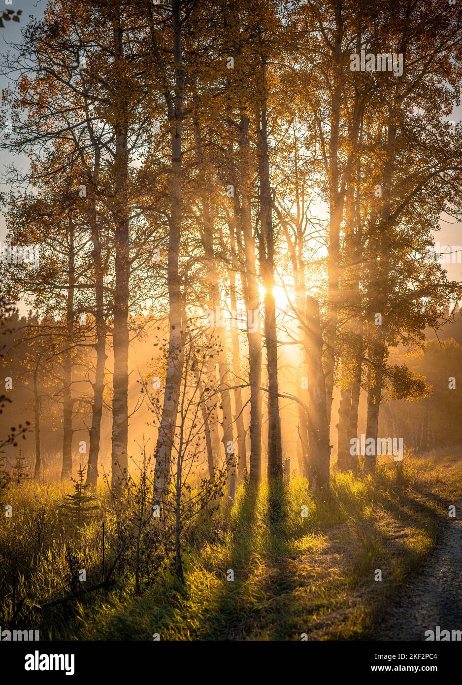 Golden light rays hi-res stock photography and images - Alamy
