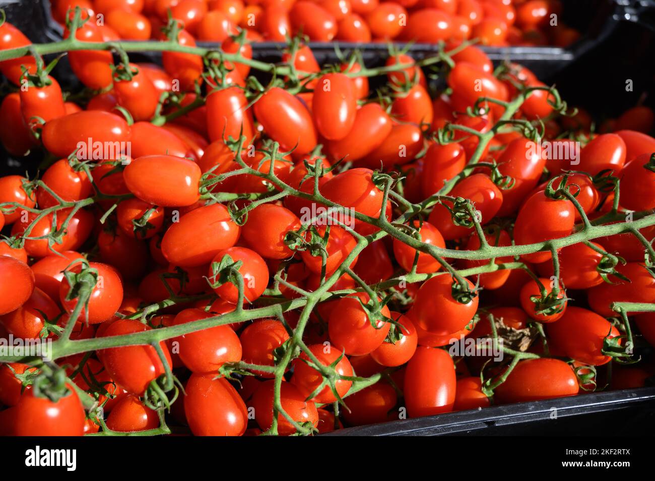 Local Tomato Fresh tomatoes on outdoor market with seasonal local vegetables and ...