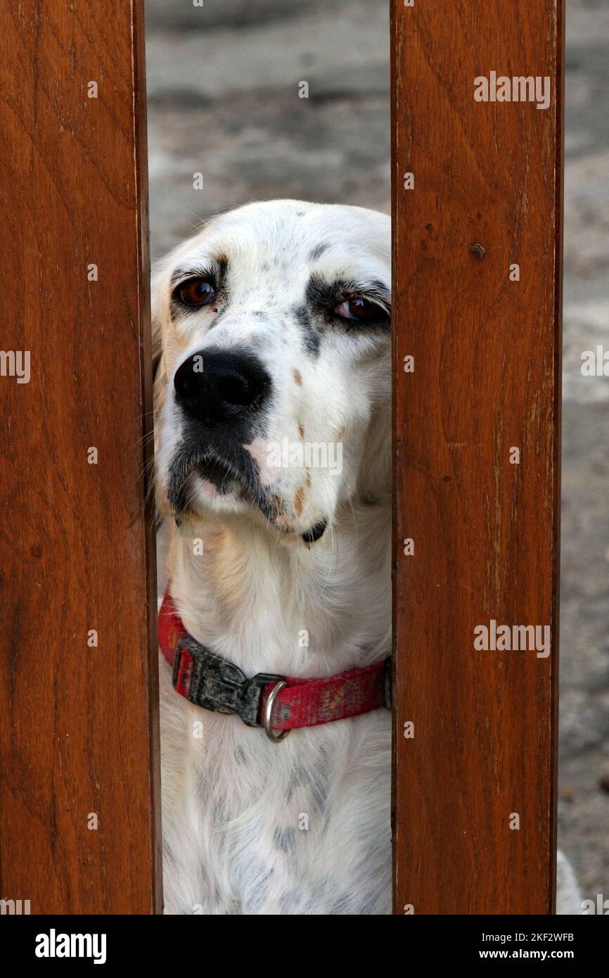 Portrait of White hunting dog looking through fence, close up, Tuscany, Italy Stock Photo