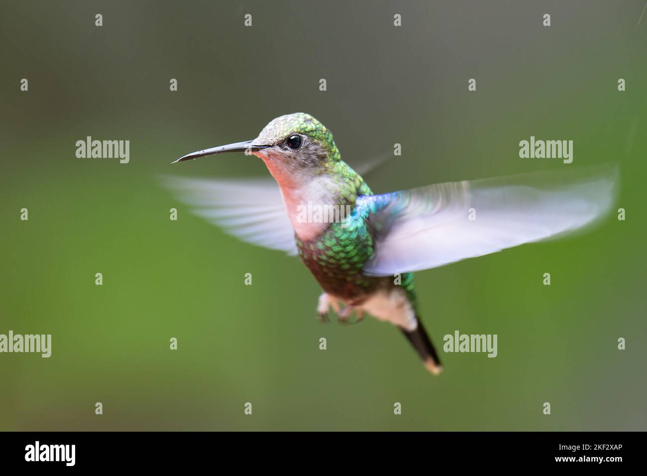 Female crowned woodnymph Stock Photo - Alamy