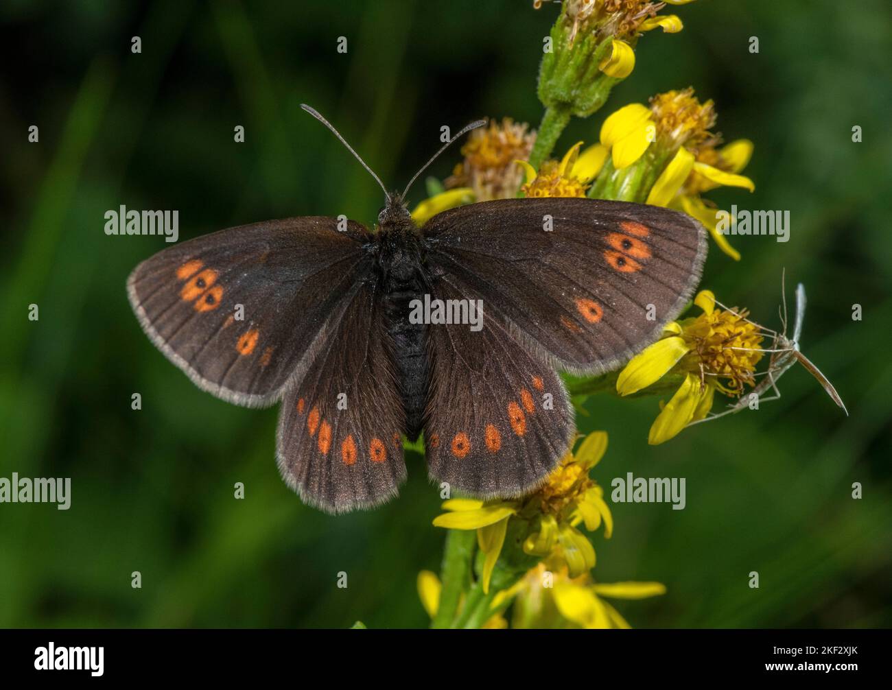Yellow spotted ringlet butterfly Stock Photo - Alamy