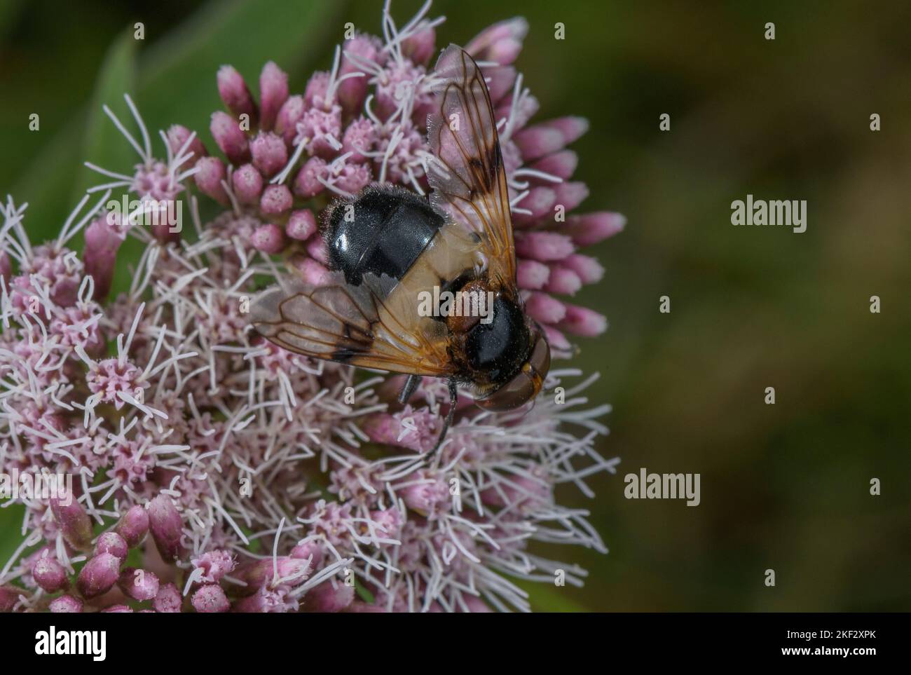 Great pied hoverfly feeding on flowers of hemp-agrimony Stock Photo
