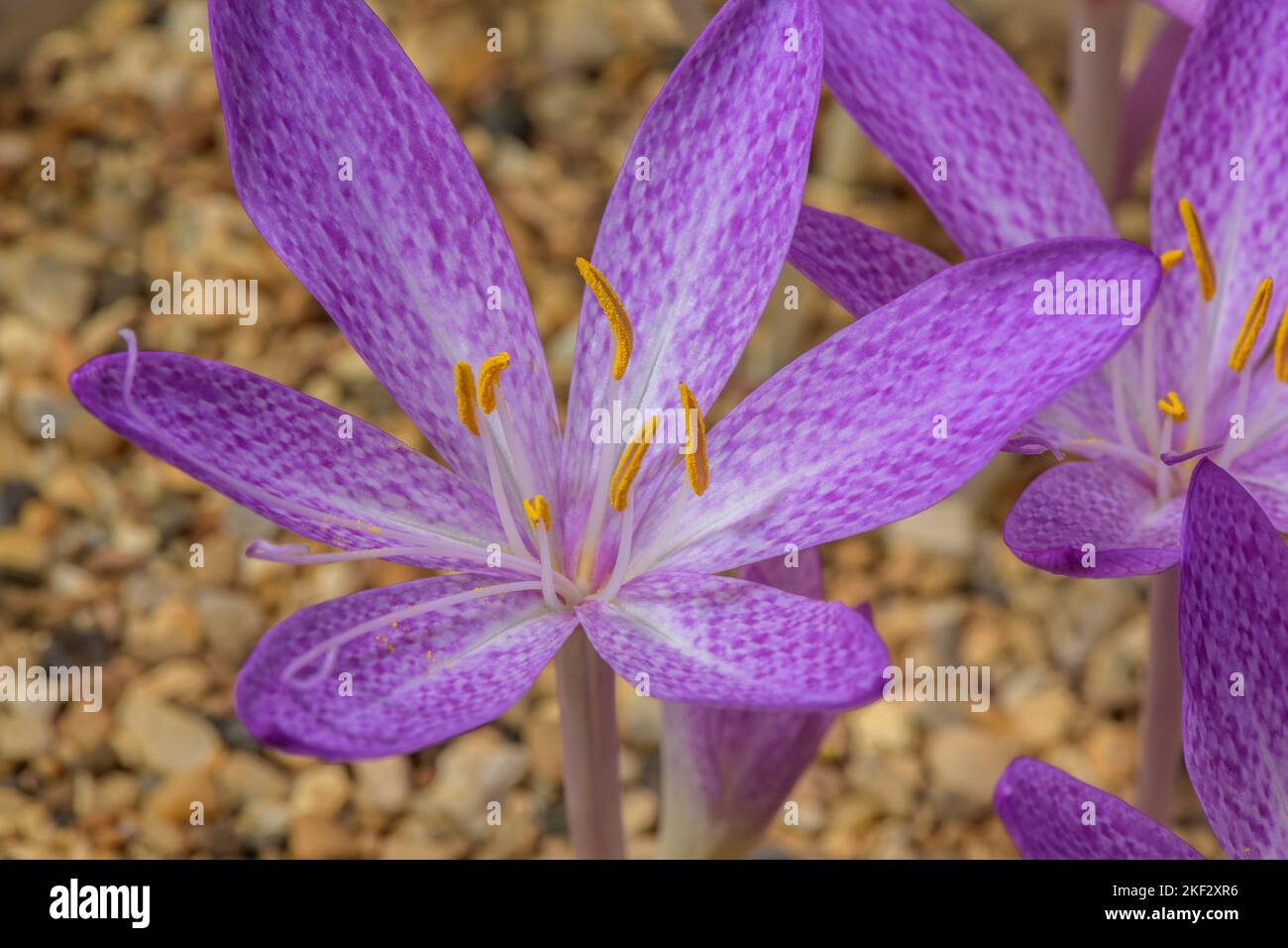 Cilician meadow saffron (Colchicum cilicicum) in flower Stock Photo