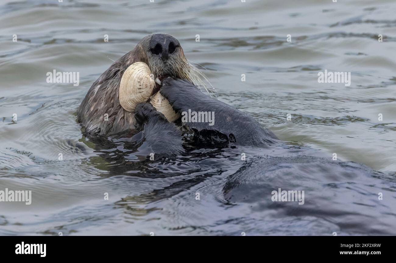 Sea otter eating clam caught in muddy estuarine water Stock Photo - Alamy