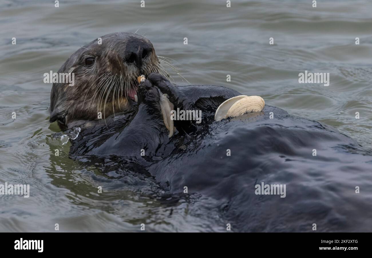 Sea otter eating clam caught in muddy estuarine water Stock Photo - Alamy