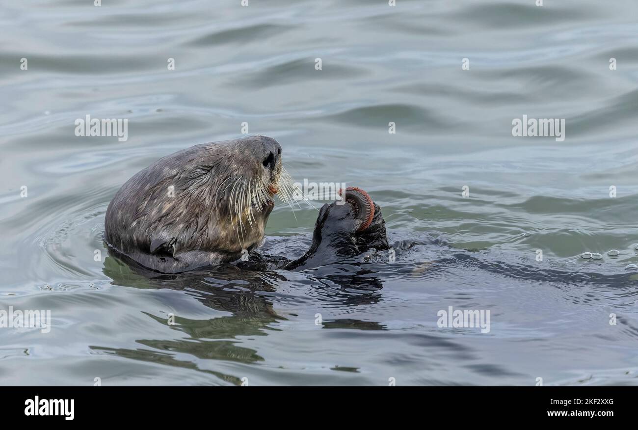 Sea otter eating clam caught in muddy estuarine water Stock Photo - Alamy