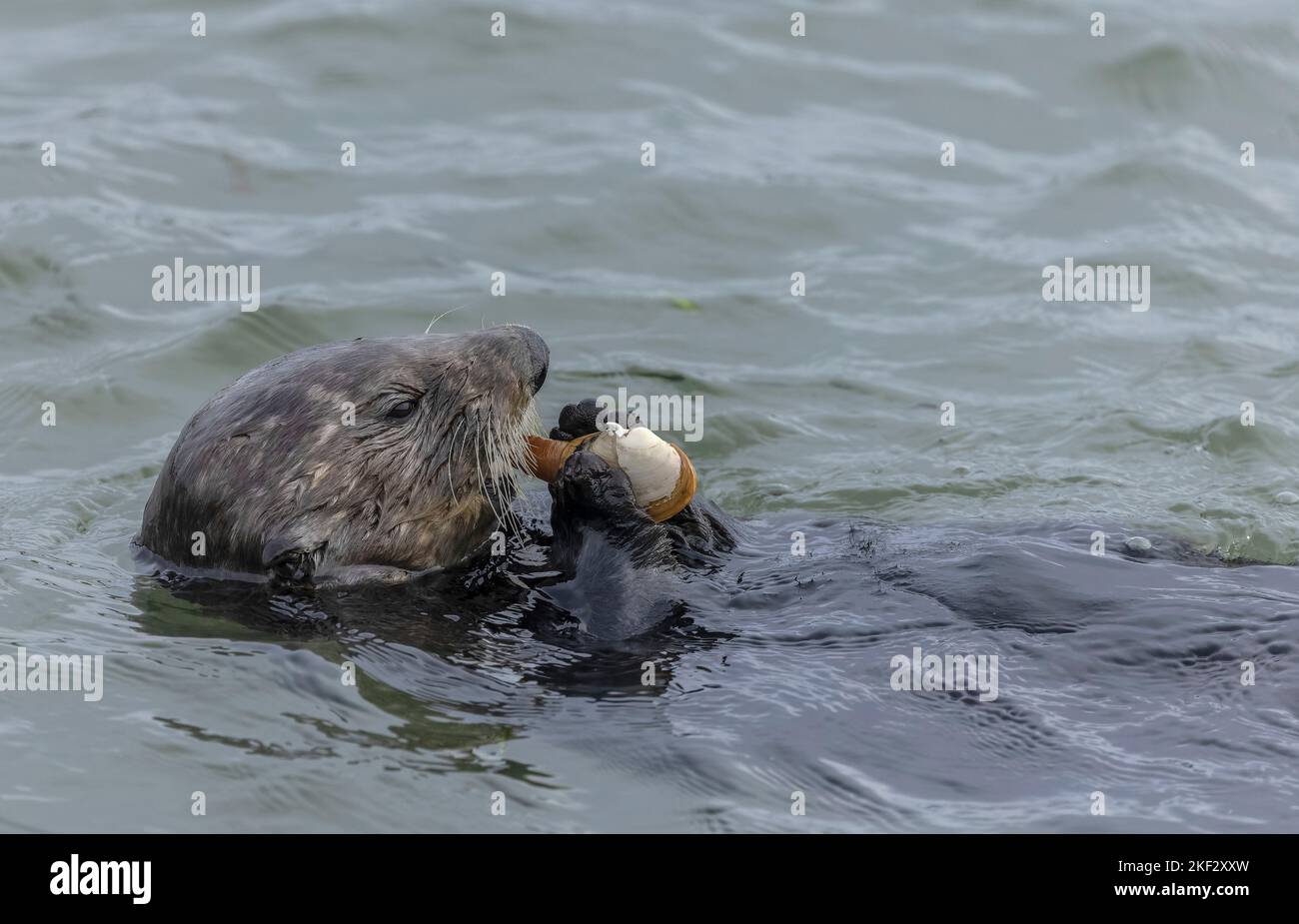 Sea otter eating clam caught in muddy estuarine water Stock Photo - Alamy
