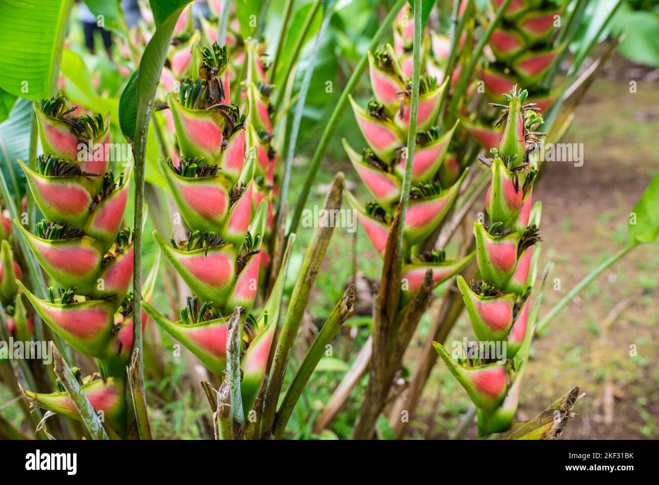Tropical red plant hi-res stock photography and images - Alamy