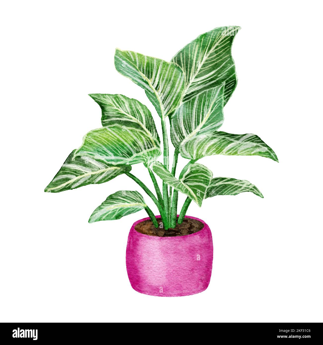 Watercolor hand drawn illustration of philodendron birkin. Popular