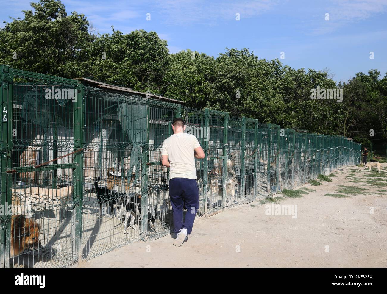 Animal lover man feeds the dogs at the animal shelter in Istanbul