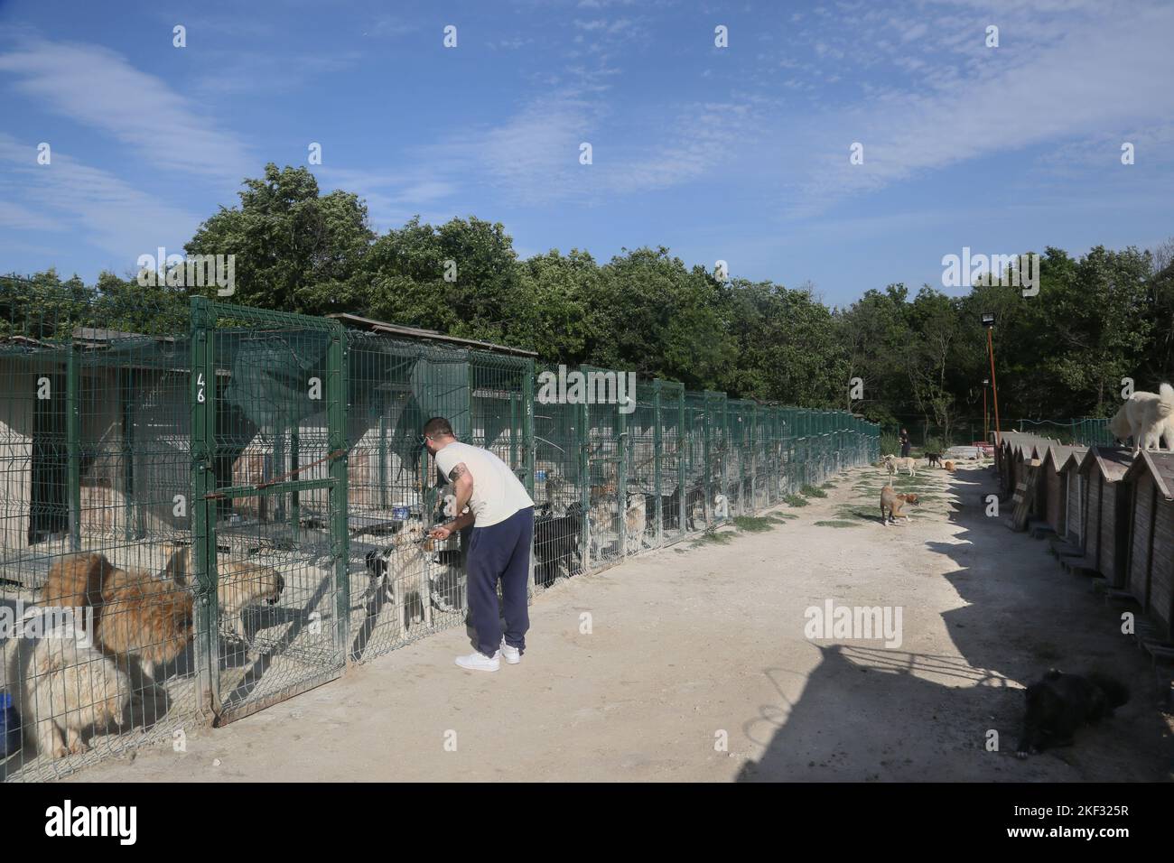 Animal lover man feeds the dogs at the animal shelter in Istanbul