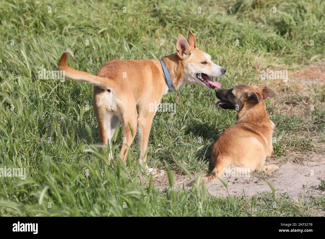 Dogs at the animal shelter in Istanbul, Turkey Stock Photo Alamy