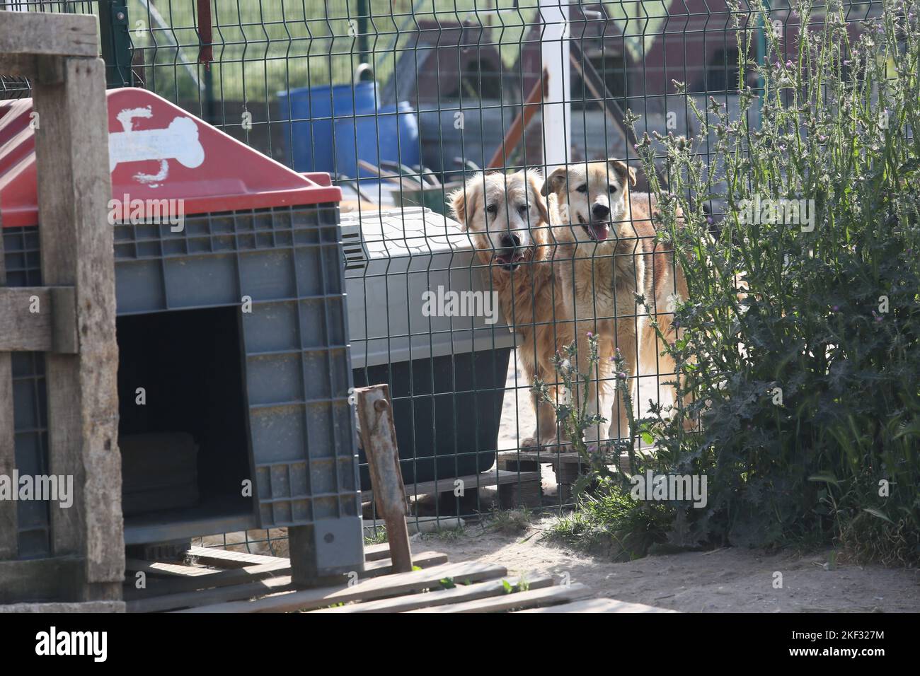 Dogs at the animal shelter in Istanbul, Turkey Stock Photo Alamy