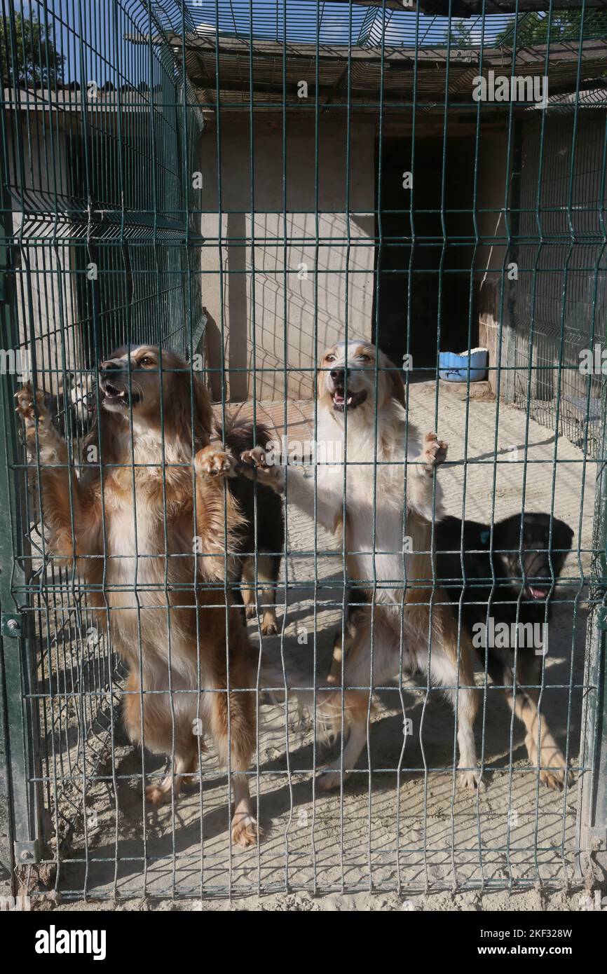 Dogs at the animal shelter in Istanbul, Turkey. Stock Photo