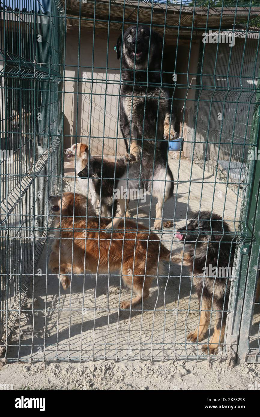 Dogs at the animal shelter in Istanbul, Turkey Stock Photo Alamy