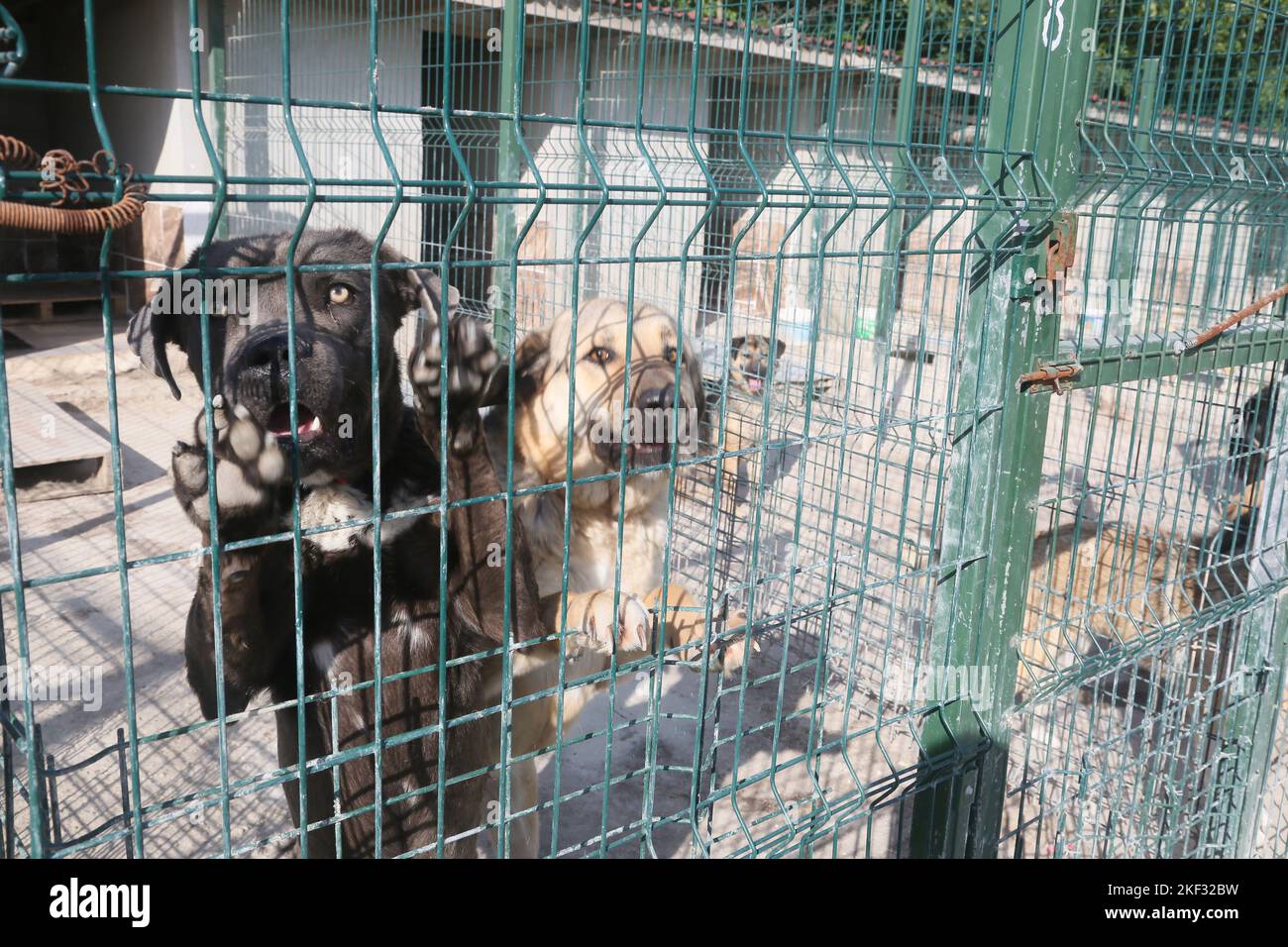 Dogs at the animal shelter in Istanbul, Turkey Stock Photo Alamy