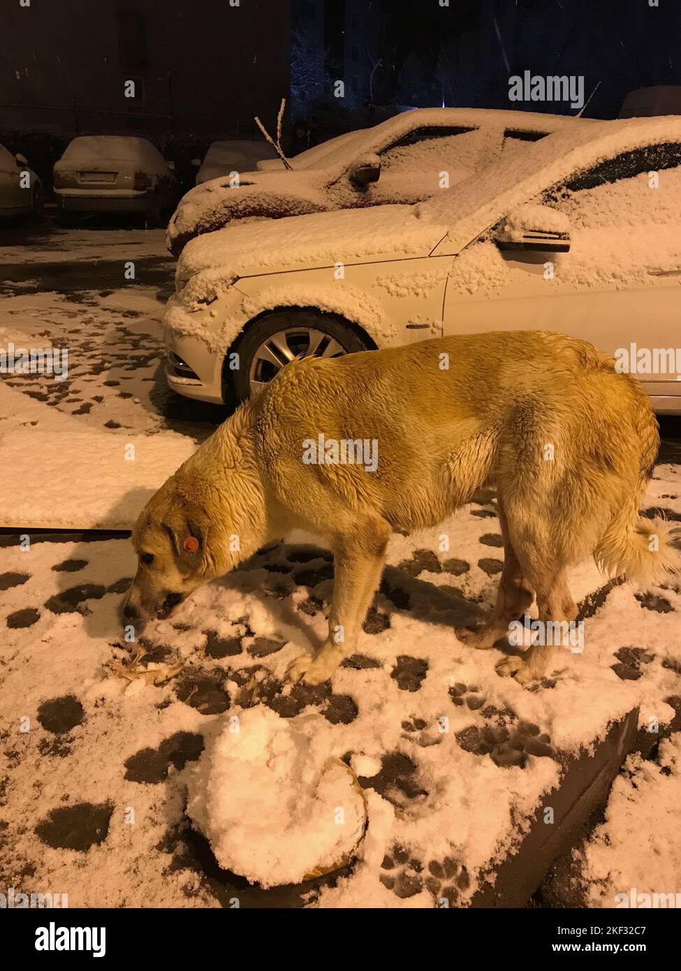 Stray dog eating bone in snowy night in Istanbul, Turkey Stock Photo