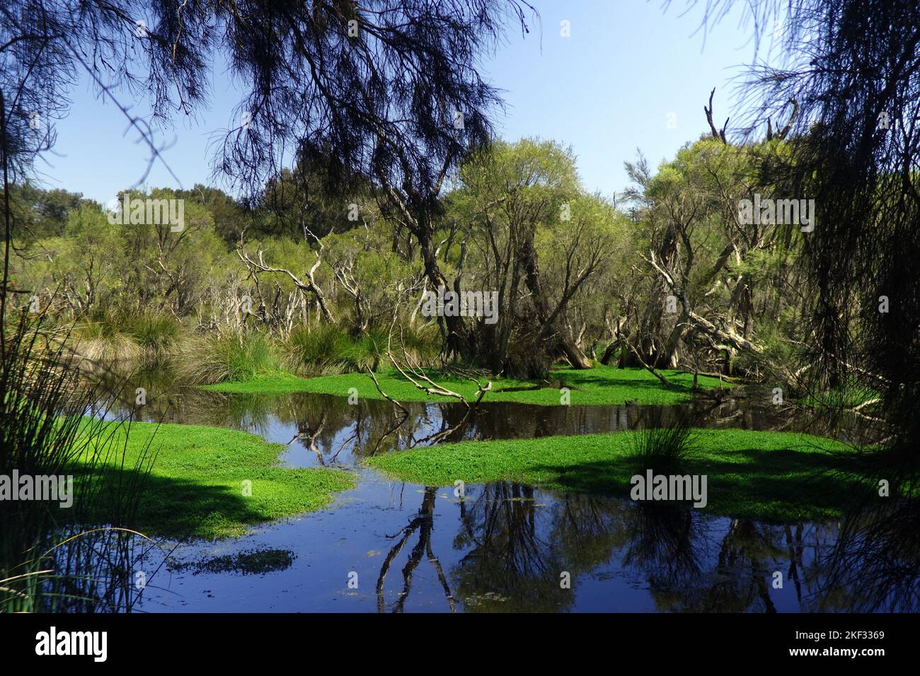 flourishing restored wetland, Baigup Wetlands, Maylands, Swan River, Perth, Western Australia Stock Photo