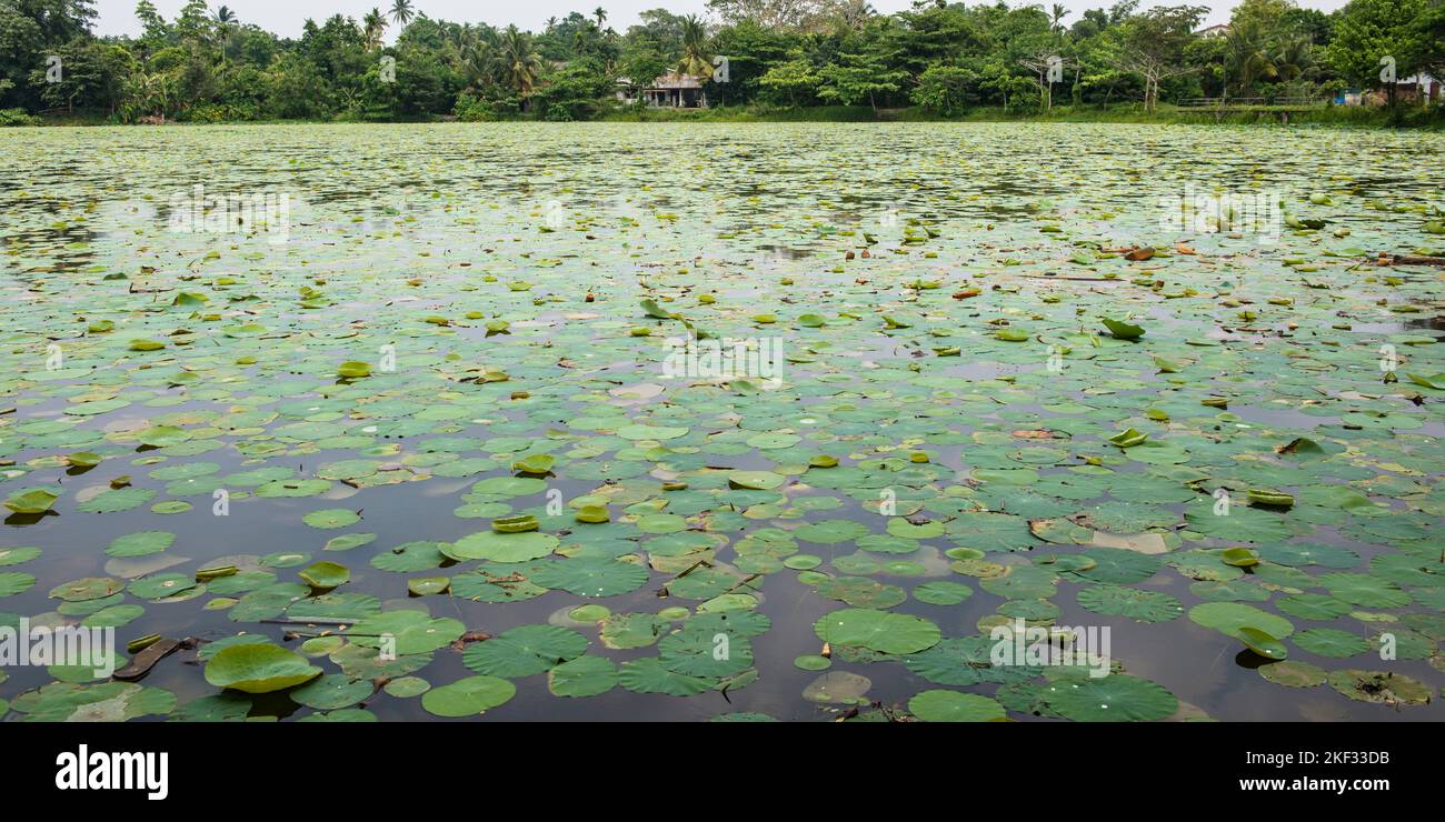 Ornamental lilly pond, Sri Lanka Stock Photo Alamy