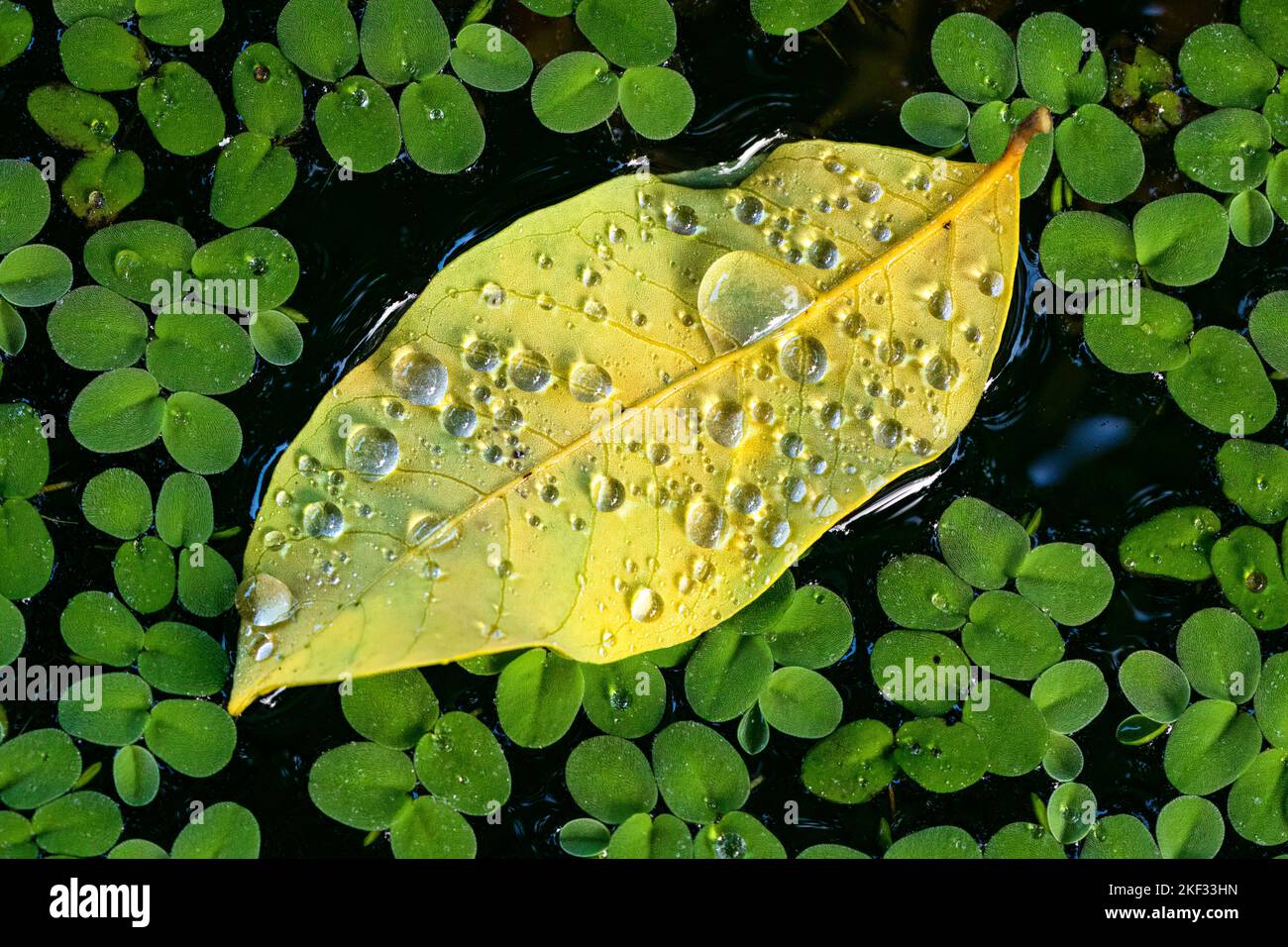 Salvinia natans hi-res stock photography and images - Alamy