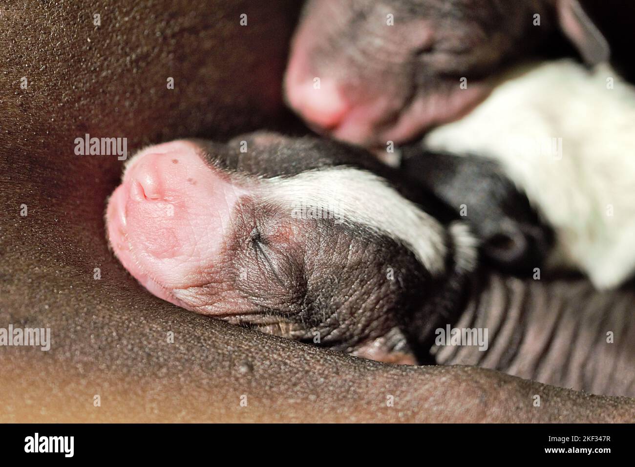 Female dog with puppies hi-res stock photography and images - Page 20 -  Alamy, image size:1300x956
