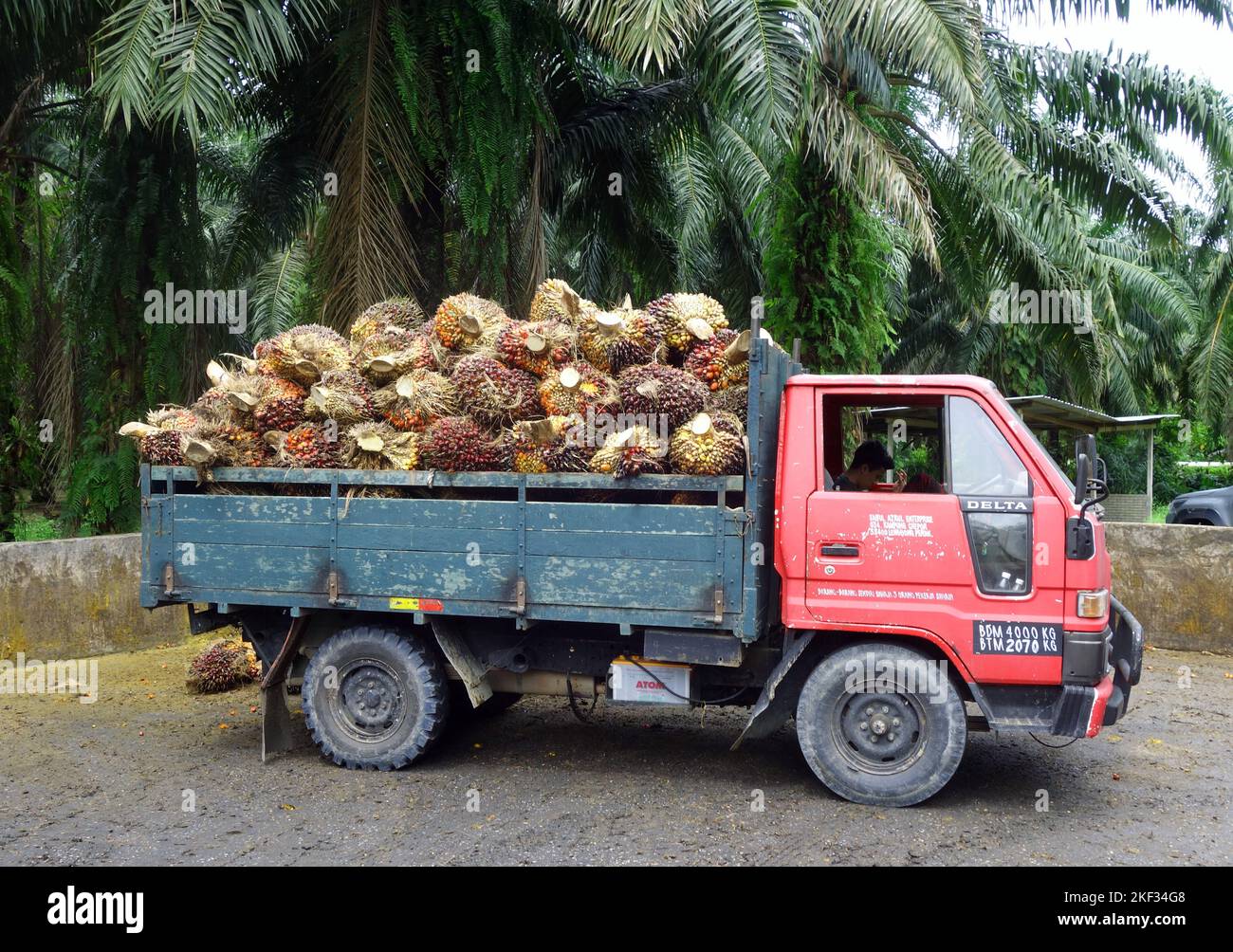 Truck filled with palm oil fruits at palm oil plantation, Perap, Malaysia. No MR or PR Stock Photo