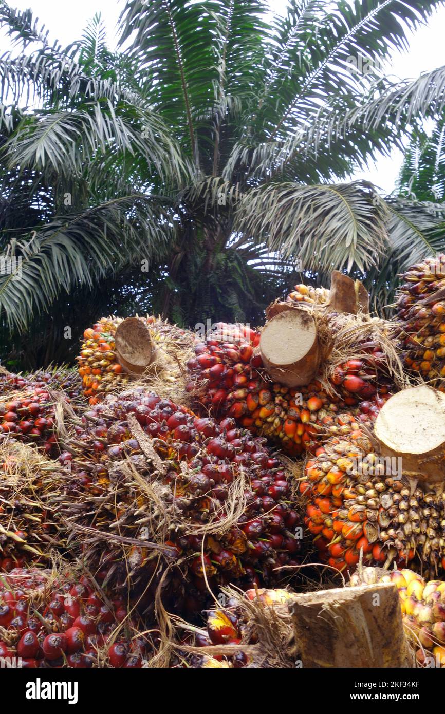 Pile of palm oil fruits at palm oil plantation, Perap, Malaysia. No MR or PR Stock Photo