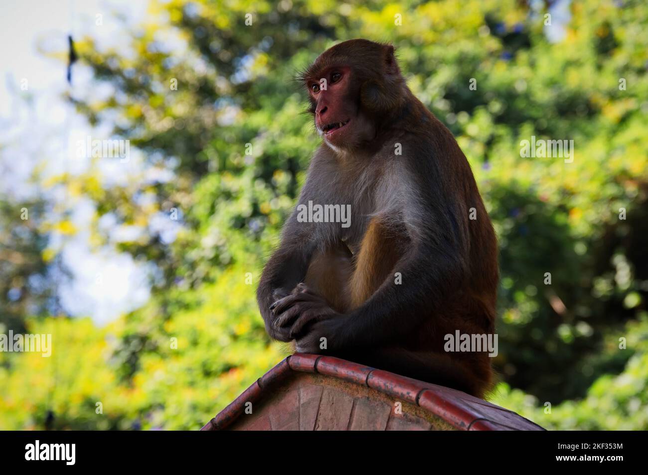 Monkey climbing the wall of Buddhist shrine above Kathmandu city in Nepal Stock Photo