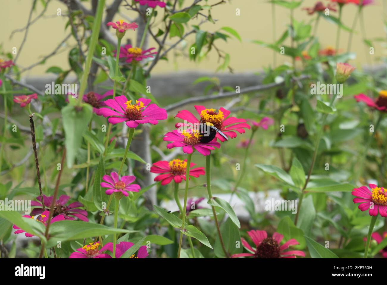 Various types of flowers that grow in areas with tropical weather