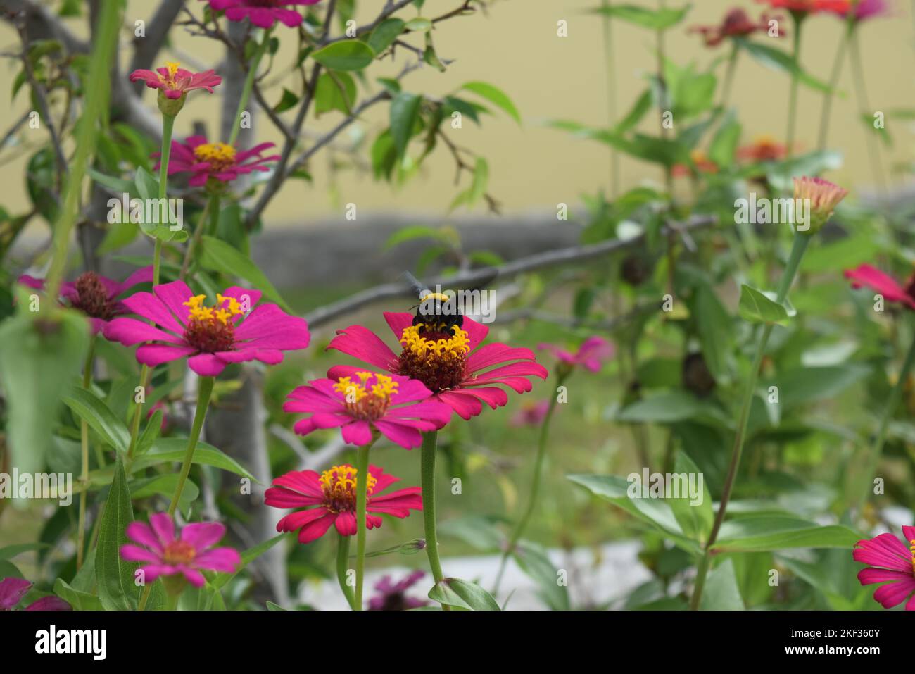 Various types of flowers that grow in areas with tropical weather