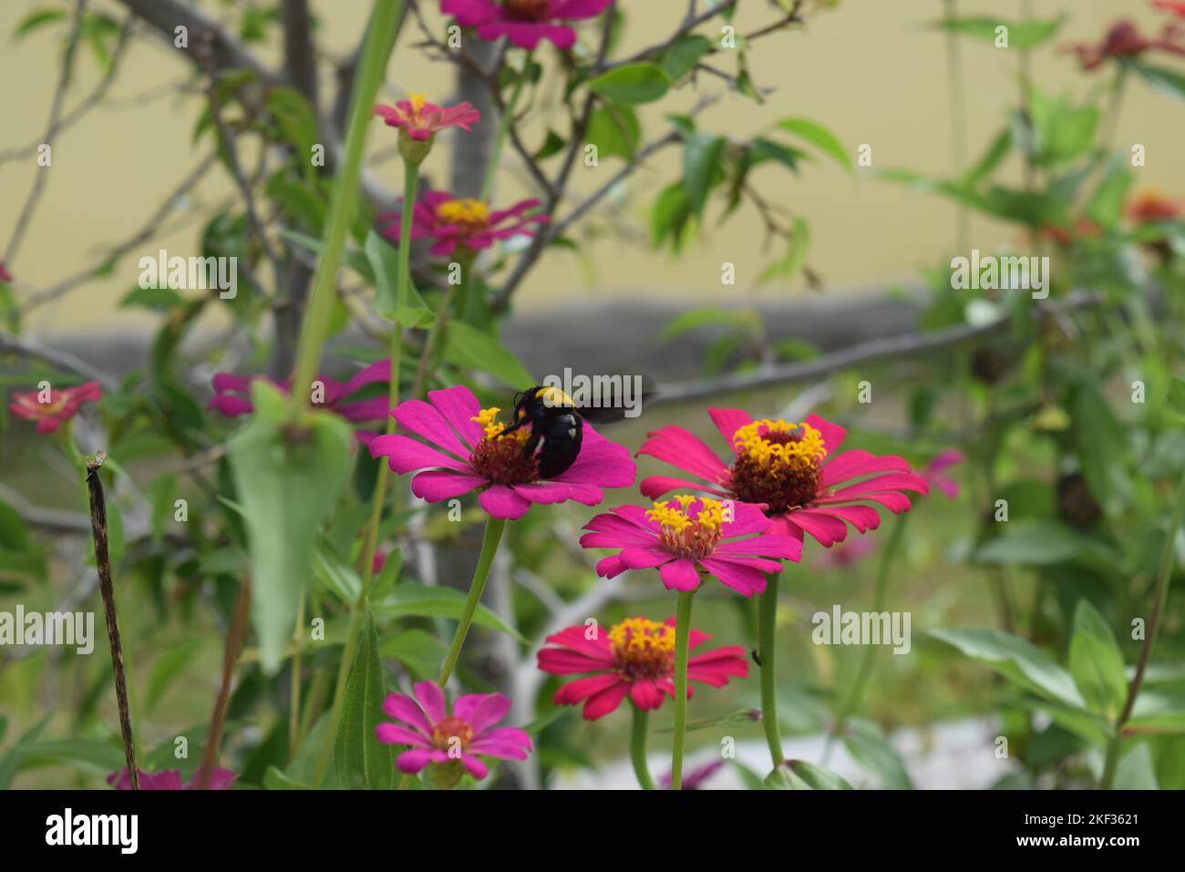 Various types of flowers that grow in areas with tropical weather