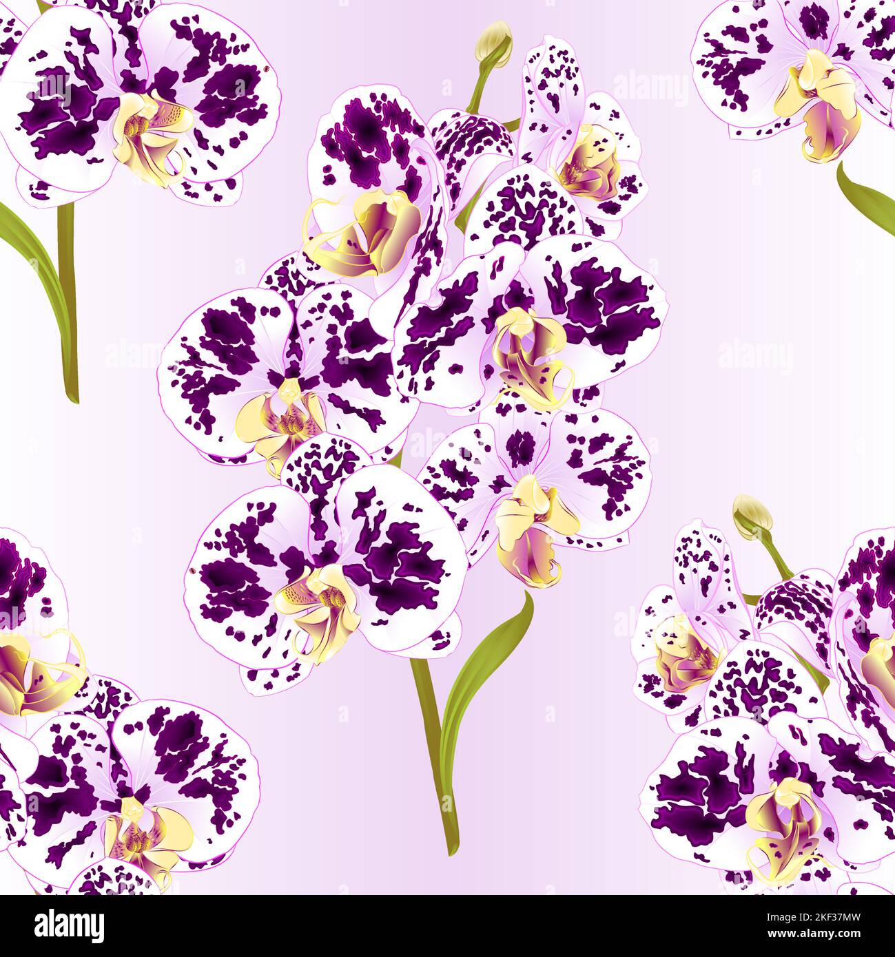 Seamless texture branch orchid Phalaenopsis spotted purple and white  flowers and leaves tropical plants  stem and buds on a lila background vintage v Stock Vector