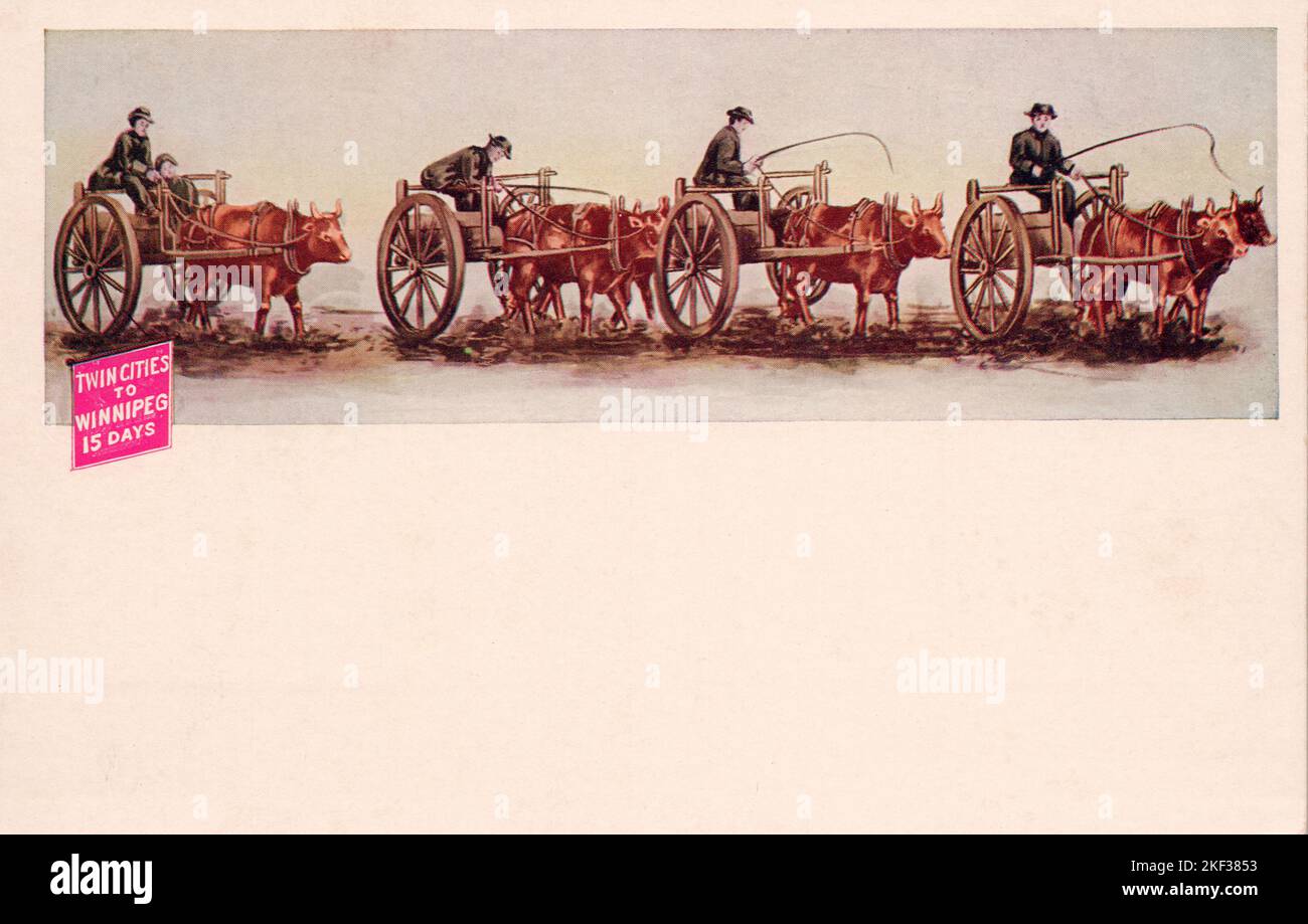 Ox Cart, Twin Cities to Winnipeg Manitoba, approx 1910s antique postcard. unidentified publisher Stock Photo