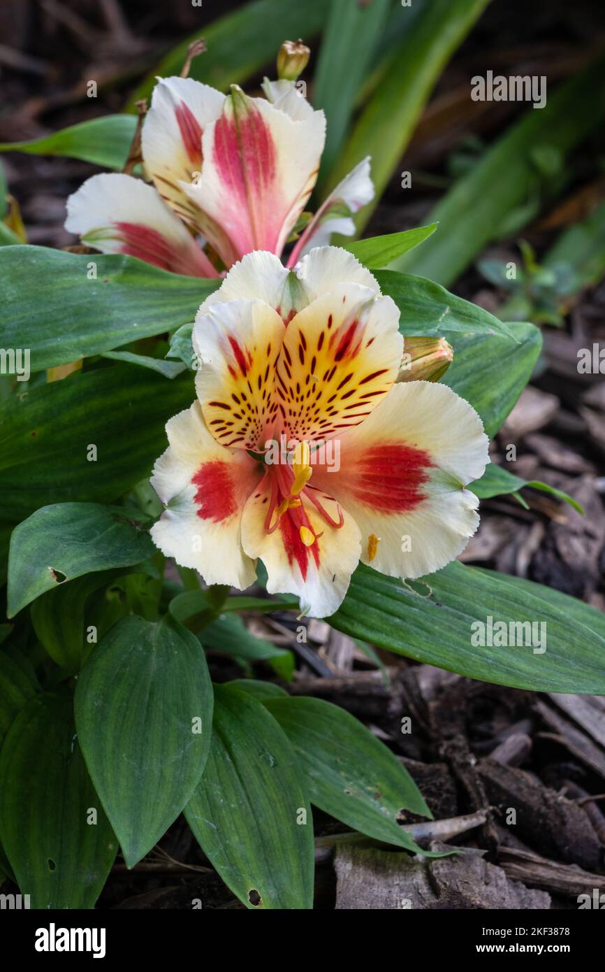 Closeup view of bright and colorful orange yellow and creamy white flowers of alstroemeria aka Peruvian lily or lily of the Incas blooming outdoors Stock Photo