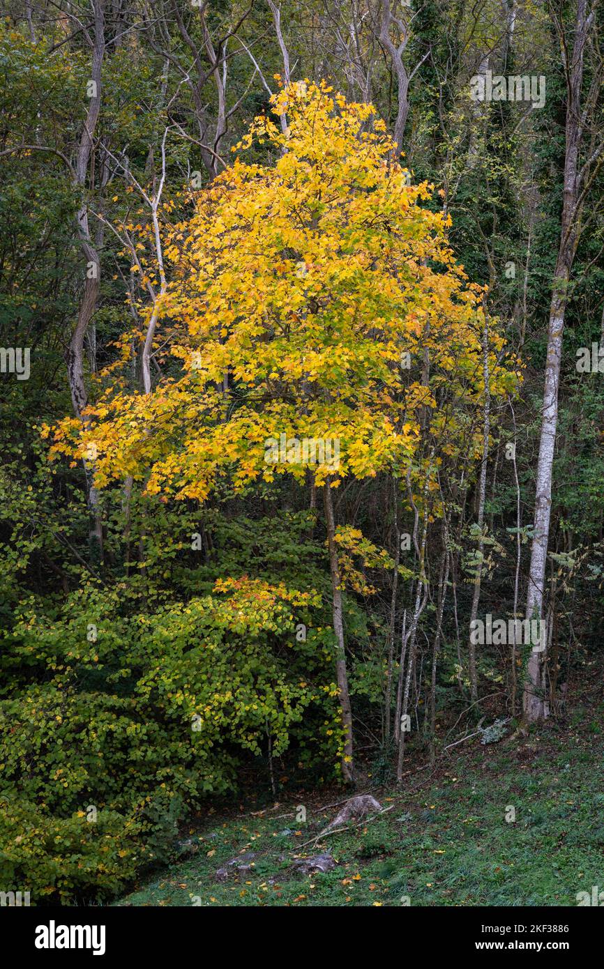 Scenic vertical view of bright yellow foliage of acer pseudoplatanus aka sycamore or sycamore maple in autumn isolated on forest background Stock Photo