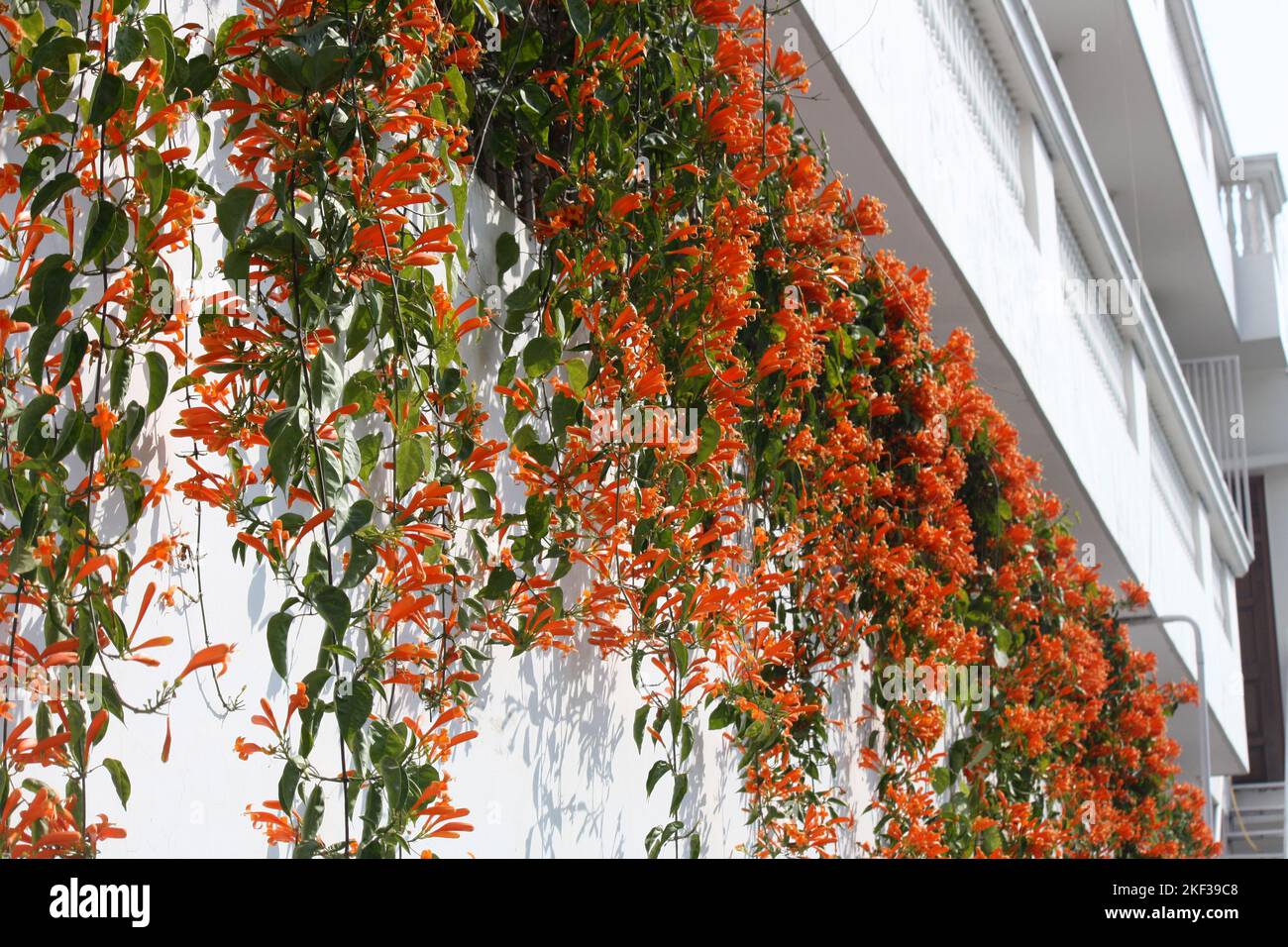 Orange trumpet creeper (Pyrostegia venusta) on a house wall : (pix SShukla) Stock Photo