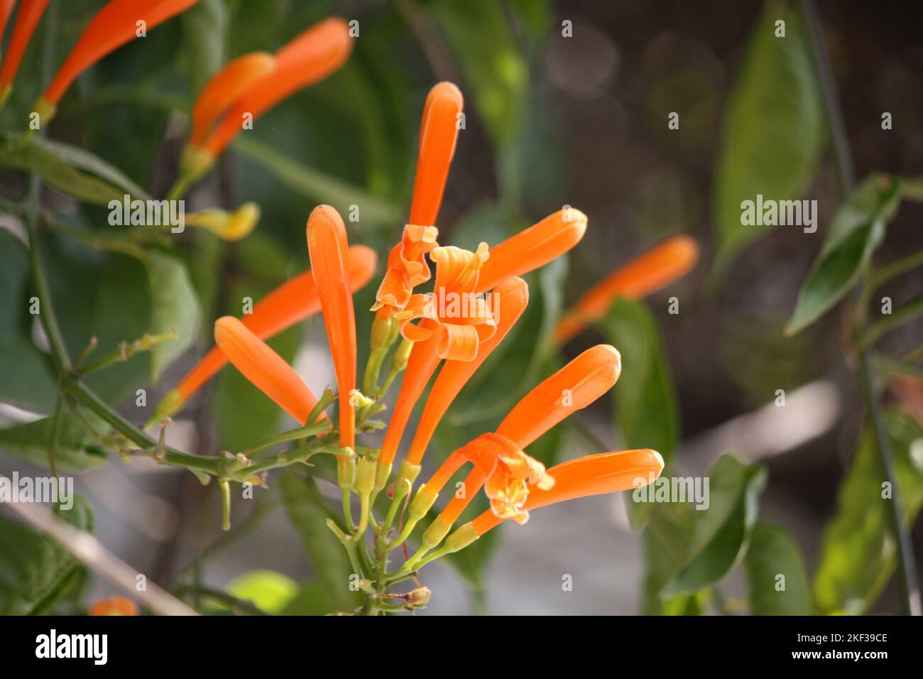 Orange trumpet creeper (Pyrostegia venusta) on a house wall : (pix SShukla) Stock Photo
