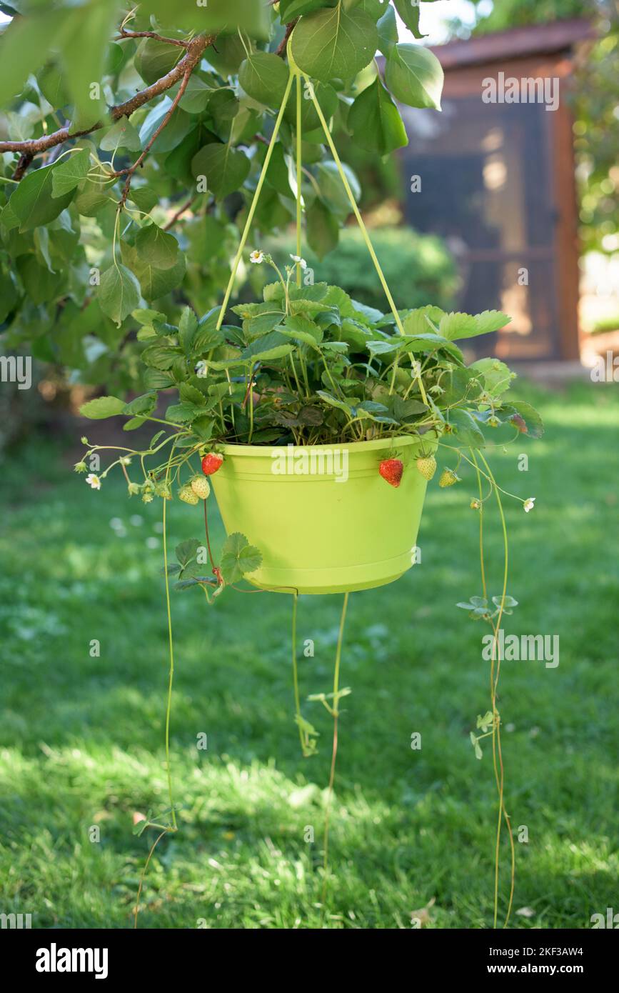Hanging strawberry plants hires stock photography and images Alamy