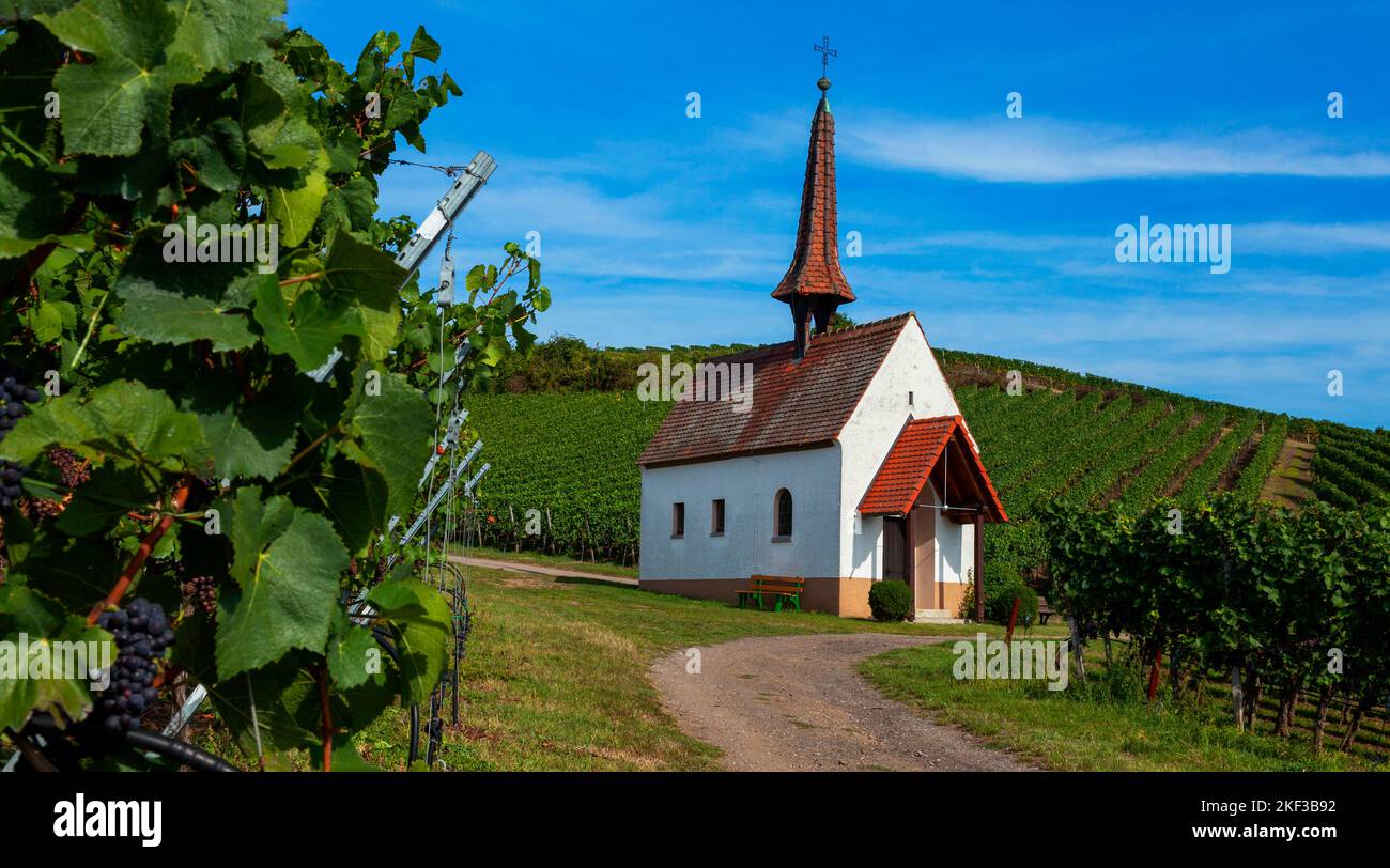 Kapelle in den Weinbergen, Eichert Kapelle, Jechtingen, Kaiserstuhl, Stock Photo