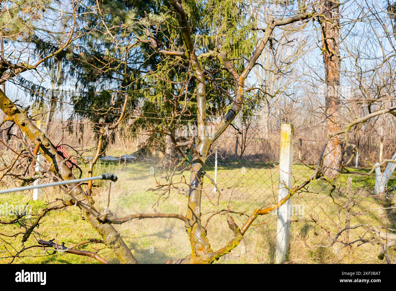 Spraying fruit trees in orchard, long sprayer for protect it with