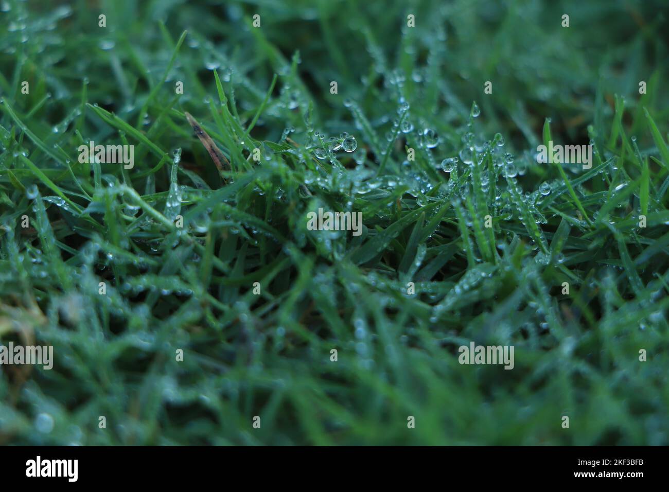 Juicy lush green grass on meadow with drops of water dew in morning ...