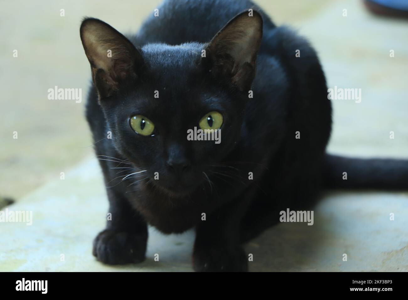 Black cat looking straight to the camera Stock Photo - Alamy