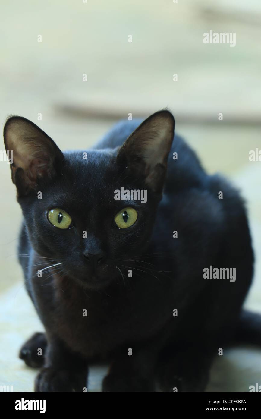 Black cat on black background with bright yellow eyes Stock Photo Alamy