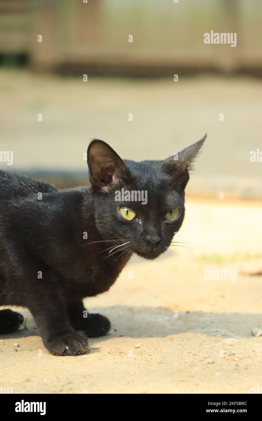 Beautiful black cat on the ground Stock Photo