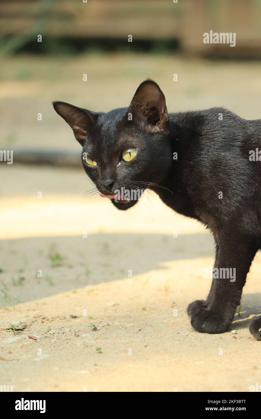Black cat closeup walking around Stock Photo