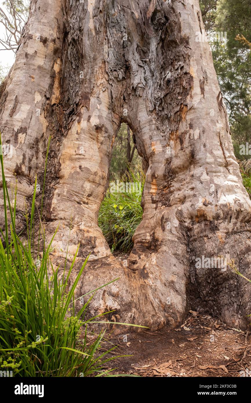 One of the smaller Red Tingle trees with holes in the Walpole-Nornalup National Park, Walpole, WA Stock Photo