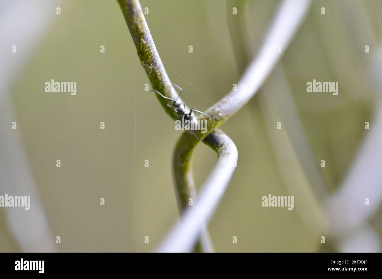 chainlink mesh lattice fence mesh Wire detail Stock Photo Alamy